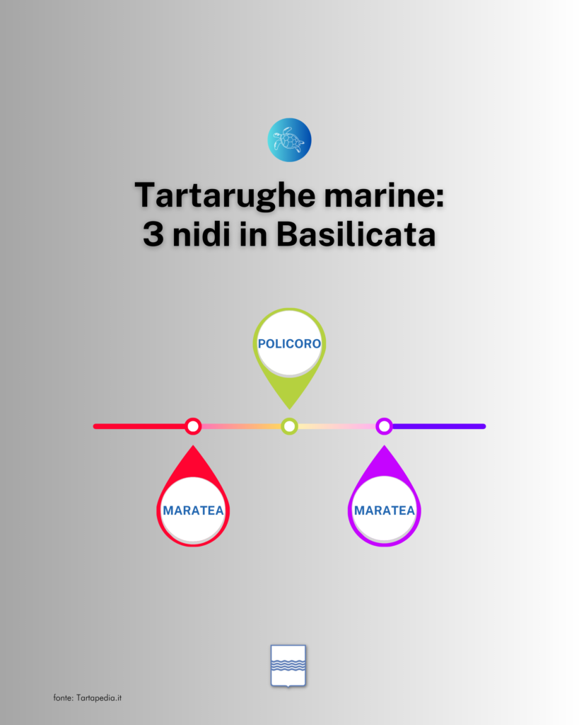 tartarughe marine